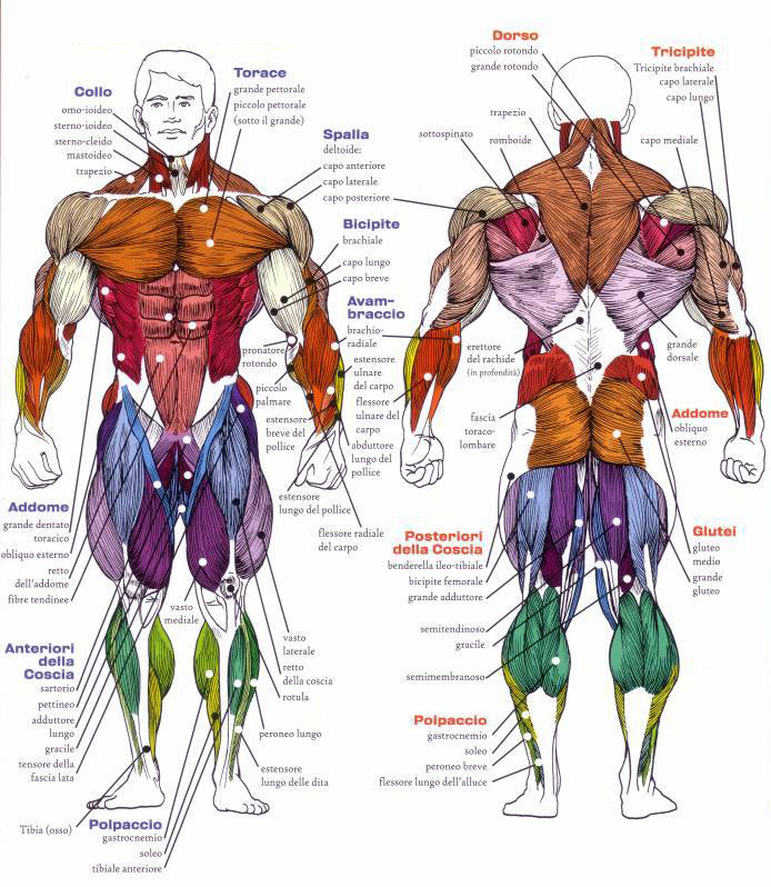 Sistema-muscolare